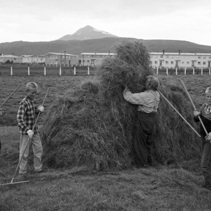10. Lengi vel eimdi eftir bóndanum í Akureyringum enda flestir að flytja beint úr sveitinni á mölina. Mjög algengt var að eiga  hæns, nokkrar kindur eða jafnvel eina kú til þess að tryggja heimilinu matföng. Hér er rakað saman í sátu á túni sem var neðan Byggðavegar. Talið frá vinstri, Gísli Heimir Sigurðsson, Sigurður A. Sigurðsson, óþekktur, Árni Sigurðsson og Kristján Þórhallsson. Ljósmynd Gísli Ólafsson.