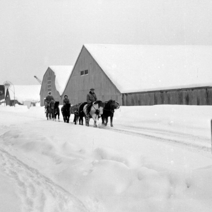 15. Hestalest á leið suður Skipagötuna árið 1957.  Stefán Steinþórsson póstur á ferð með klyfjahesta. Ljósmynd Gísli Ólafsson.