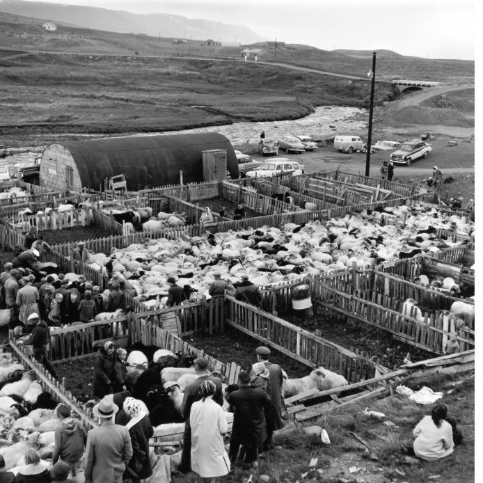 86. Réttað á Glerárrétt. Veturinn 1928-1929 áttu 112 bæjarbúar 1225 kindur en árið 1940 var fjárstofninn kominn í 1824 kindur og árið 1962 áttu bæjarbúar um 6000 fjár með lömbum meðtöldum og fjáreigendurnir voru 150. Skepnuhaldið var mörgum heimilum nauðsynleg björg í bú og framan af tóku bæjaryfirvöld mildilega á þeim skjátum sem gengu lausar í bænum en þegar kom fram undir 1960 var að mati bæjaryfirvalda orðið nauðsynlegt að stemma stigu við ágangi sauðfjár í kaupstaðnum. Bærinn var að stækka og þurfti beitarlandið undir ný hús og nýjar götur. Ljósmynd Gunnlaugur P. Kristinsson.