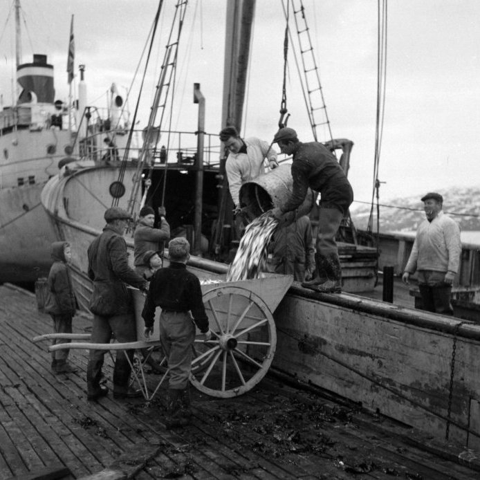 91. Vetrarsíldinni landað hjá Niðursuðuverksmiðju K.Jónsson & Co, árið 1957. Þegar síldin var veidd á pollinum varð það til vandræða í vinnsluvélum niðursuðunnar að síldin átti það til að sprikla , sökum þess að hún var svo nýveidd. Ljósmynd Gísli Ólafsson.