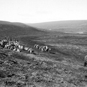 Ullarlest Hólsfjallabænda á leið til Vopnafjarðar, fjórir ríðandi menn aftan við lestina en einn framan við, í Vesturárdal í Vopnafirði.