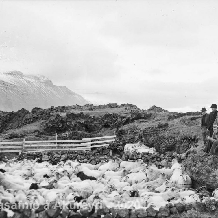 136. Tilgáta: Hraunsrétt í Aðaldal.
Þekkir þú… staðinn, fólkið, tilefnið eða tímann?  Sendu okkur póst minjasafnid@minjasafnid.is