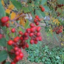 Vetraropnun á safninu