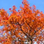 LOKAÐ á safninu laugardaginn17. október en fjör í Laufási