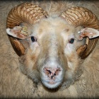 Gangnavaka í Laufási 13. október kl 20:30