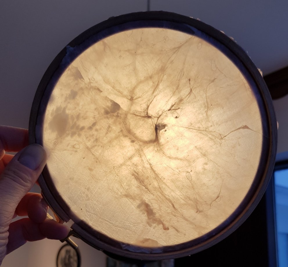 Gluggi úr lífhimnu